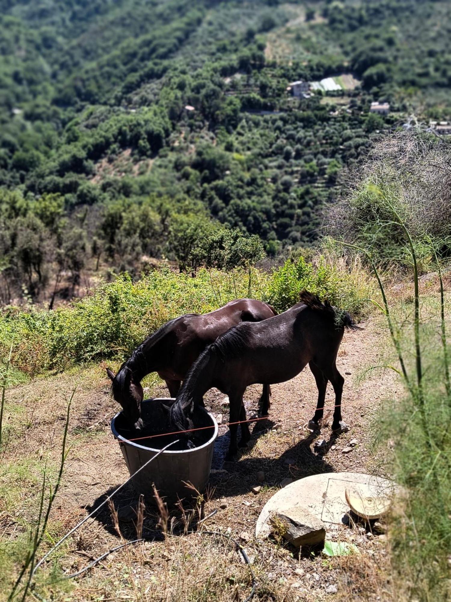 L'Antica Quercia B&B Castell'Umberto 외부 사진